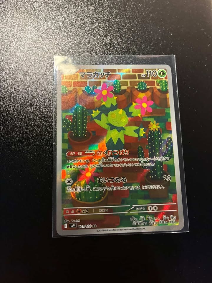 Maracachi 101/100